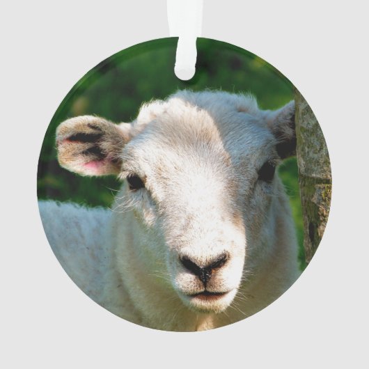 PETIT MOQUETTE (dos)