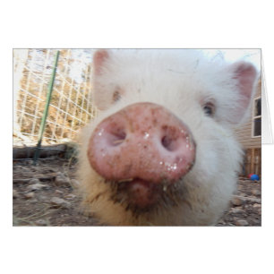Petit museau de porc personnalisé