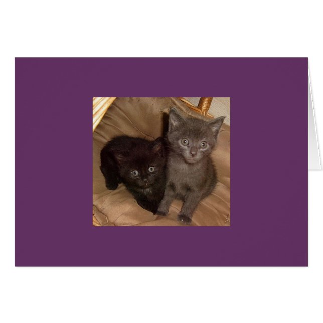 Petit noir et petit gris (Devant horizontal)