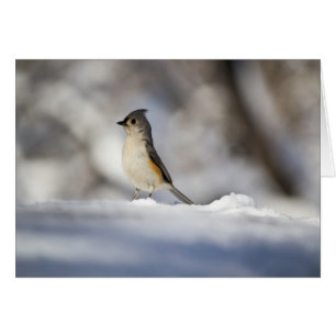 Petit Oiseau De Neige