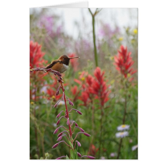 Petit oiseau gras (Devant)
