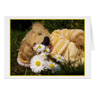 petit ours de marguerite