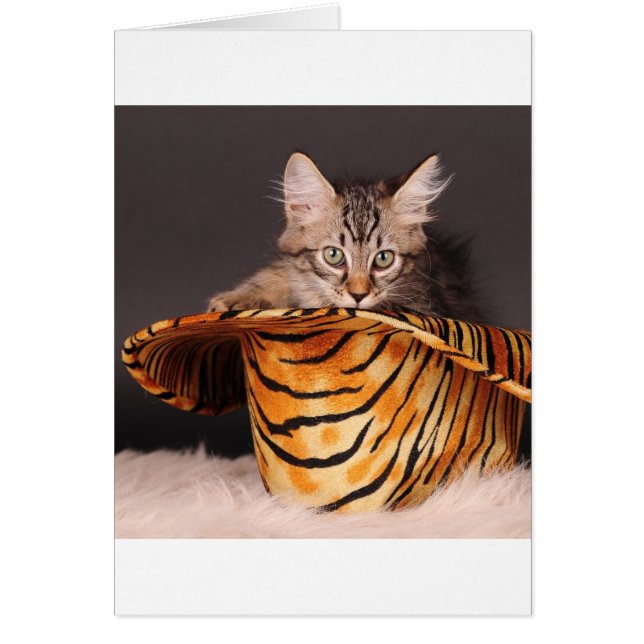 Petit pain Kitty de n de roche (Devant)