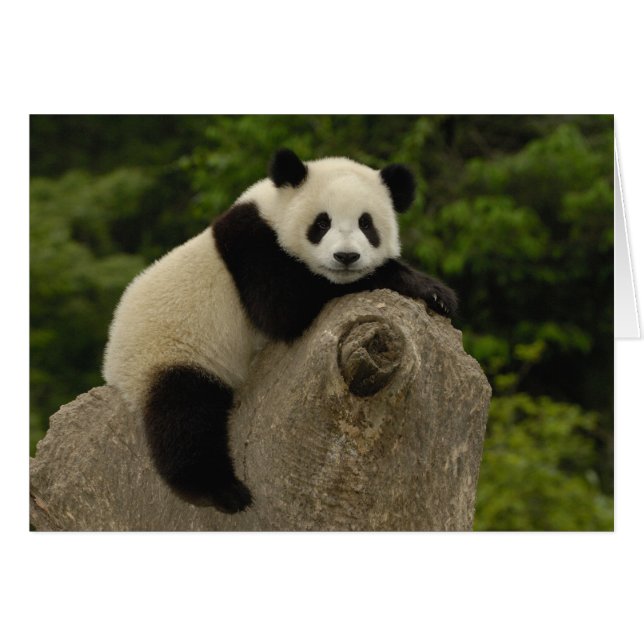 Petit panda géant (Devant horizontal)