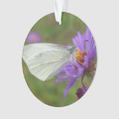 Petit papillon de blanc de chou (devant)