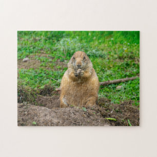 Petit petit chien de prairie à queue noire puzzle