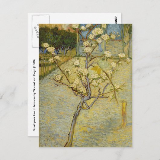 Petit poirier en fleurs Carte postale (Devant / Derrière)