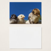 petit poulet heureux dormir (Devant & derrière)