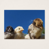 petit poulet heureux dormir (Devant)