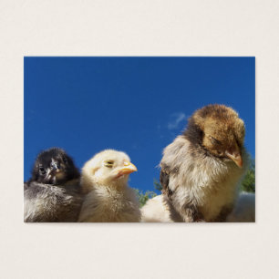 petit poulet heureux dormir