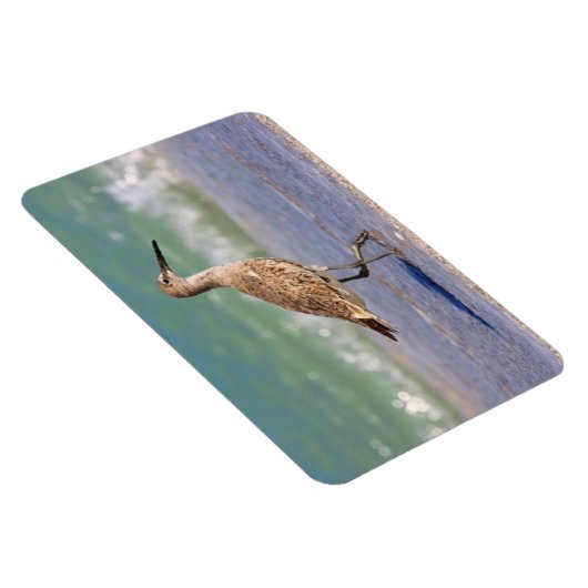 Petit Raviépi de Courlis sur Floride Magnet de pla (Côté Droit)