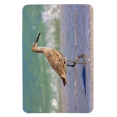 Petit Raviépi de Courlis sur Floride Magnet de pla (Vertical)