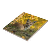 Petit renard mignon carreau en céramique (Côté)