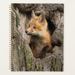 Petit Renard Rouge dans le Creux d'un Arbre
