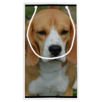 Beagle adorable