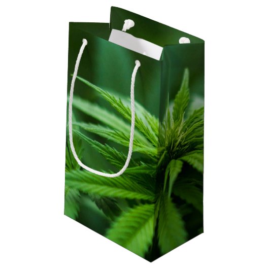 Petit Sac Cadeau Beau Plante (Dos Angle)