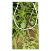 Petit Sac Cadeau Cône de semences Bald Cypress (Dos)
