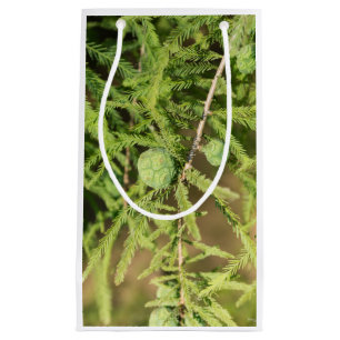 Petit Sac Cadeau Cône de semences Bald Cypress