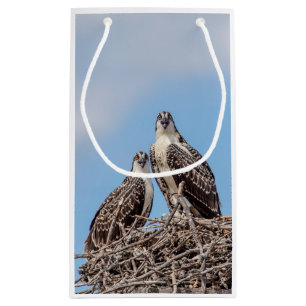 Petit Sac Cadeau Osprey juvénile dans le nid