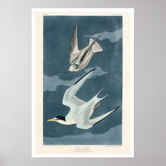 Petit Tern par Audubon Poster