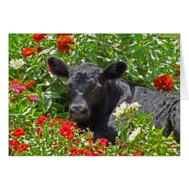 Petit veau dans les fleurs (Devant horizontal)