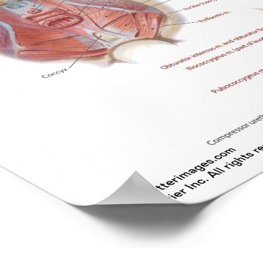 Petite affiche - Diaphragme pelvienne de Netter (Coin)