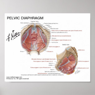 Petite affiche - Diaphragme pelvienne de Netter