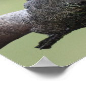 Petite affiche d'oiseaux de Kookaburra (Coin)