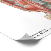 Petite affiche - Mur abdominal postérieur de Nette (Coin)