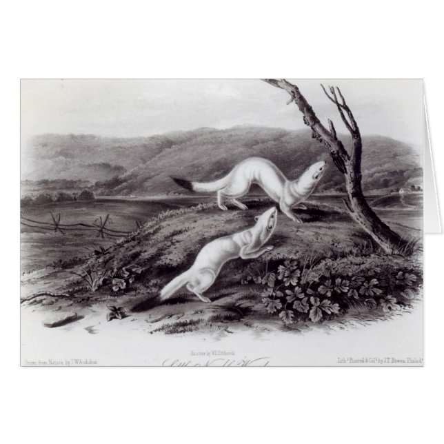 Petite belette agile (Devant horizontal)