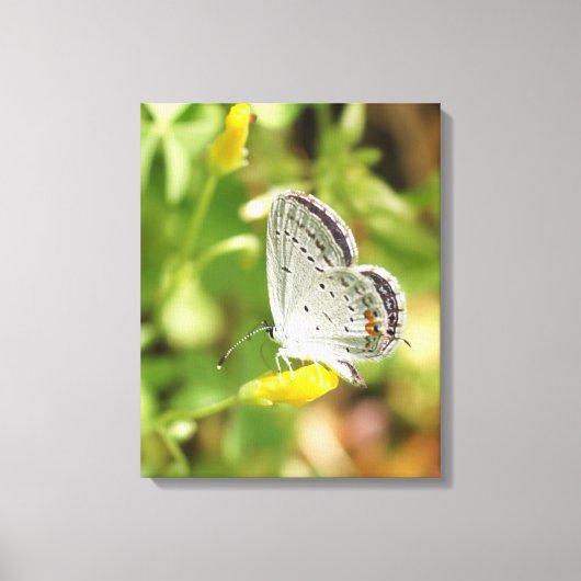 Petite Butterfly Canvas Afdruk (Voorkant)
