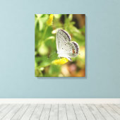 Petite Butterfly Canvas Afdruk (Insitu (Houten vloer))