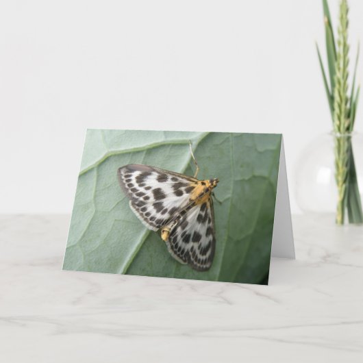 Petite carte de voeux de mite de pie (Devant)