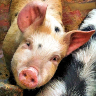 PETITE carte de voeux PIG