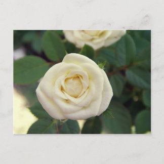 Petite carte postale blanche