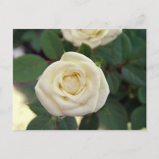Petite carte postale blanche (Devant)