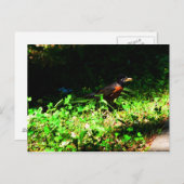 Petite Carte Postale de Robin (Devant / Derrière)