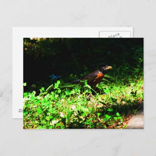 Petite Carte Postale de Robin (Devant / Derrière)