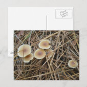 Petite carte postale OBX pour champignons de 2 cou (Devant / Derrière)