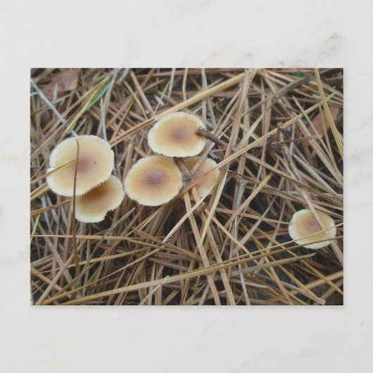 Petite carte postale OBX pour champignons de 2 cou (Devant)