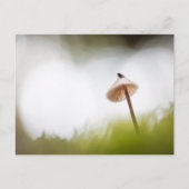 Petite carte postale photo de champignon de la nat (Devant)