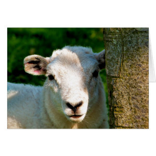PETITE carte SHEEP