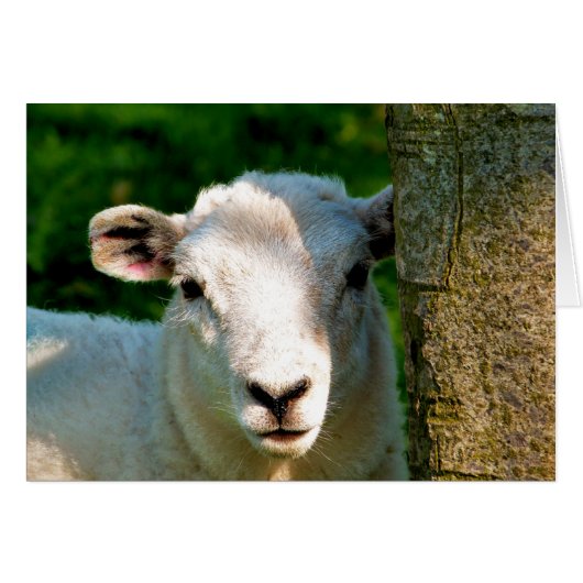 PETITE carte SHEEP (Devant horizontal)