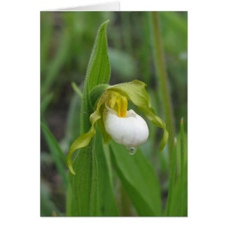 Petite chausse-pied de dame blanche