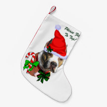 American Pit Bull Terrier Merry