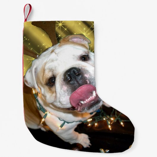 Petite Chaussette De Noël Bas anglais de Noël de bouledogue (Devant)