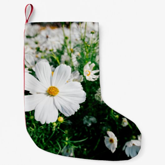 Petite Chaussette De Noël Belle fleurs de cosmos blanc fleurissant dans la g (Devant)