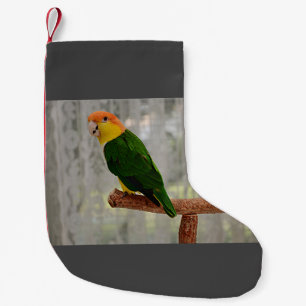 Petite Chaussette De Noël Chanter Caique Parrot à ventre blanc