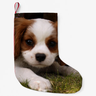 Petite Chaussette De Noël Chiot cavalier d'épagneul du Roi Charles derrièr