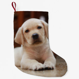 Petite Chaussette De Noël Chiot jaune de Labrador de bébé s'étendant sur 